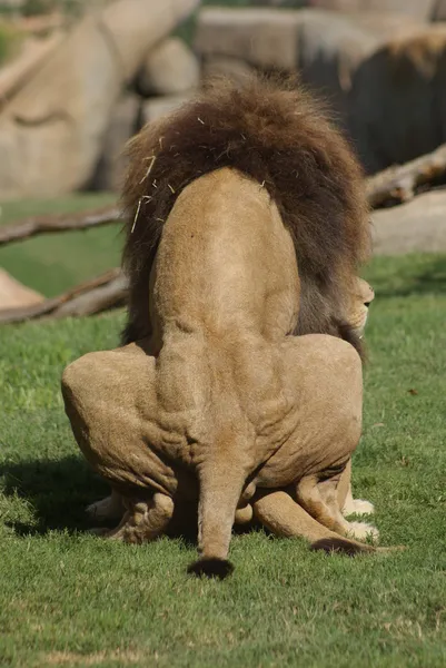 Katanga lva - panthera leo bleyenbergh — Stock fotografie