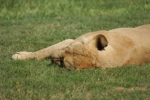 Leone Katanga - Panthera leo bleyenbergh — Foto Stock
