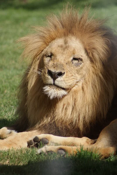 Leone Katanga - Panthera leo bleyenbergh — Foto Stock