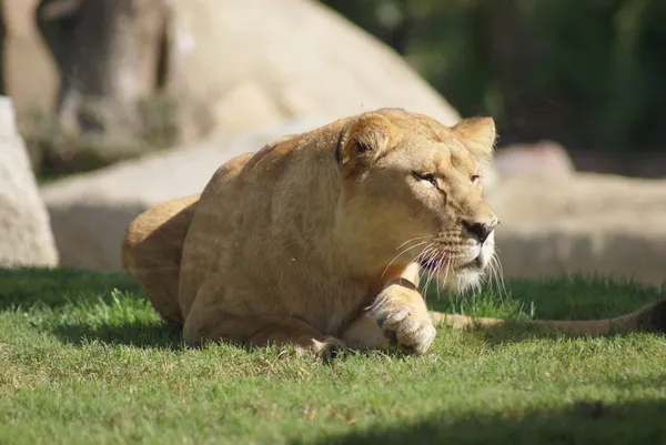 Leone Katanga - Panthera leo bleyenbergh — Foto Stock