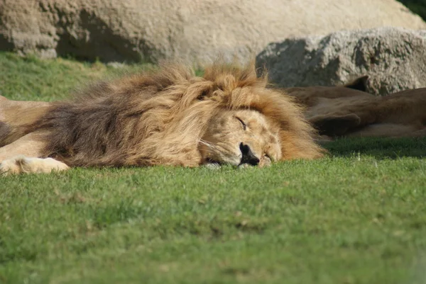 Leão de Katanga - Panthera leo bleyenbergh — Fotografia de Stock