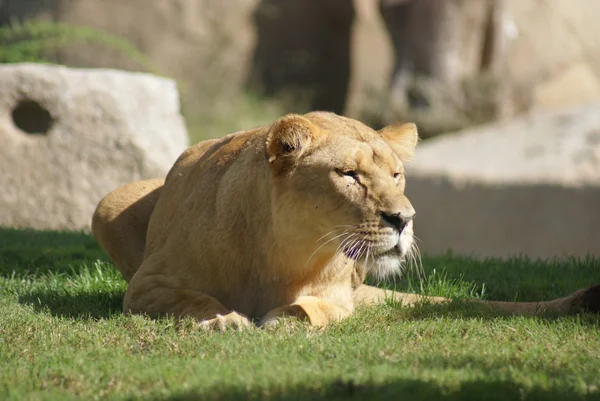 Leão de Katanga - Panthera leo bleyenbergh — Fotografia de Stock