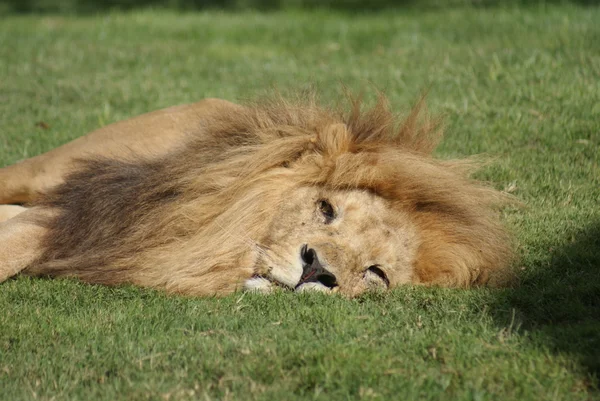 Katanga aslanı - panthera leo bleyenbergh — Stok fotoğraf