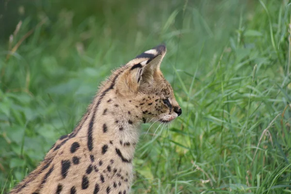 薮猫-leptailurus 薮猫 — 图库照片