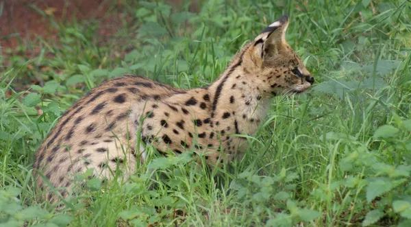 Serval - Leptailurus serval — Fotografia de Stock