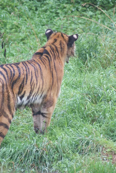 Siberische tijger - panthera tigris altaica — Stockfoto