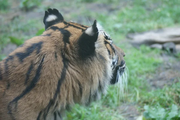 Суматранський тигр - версія Panthera тигр — стокове фото