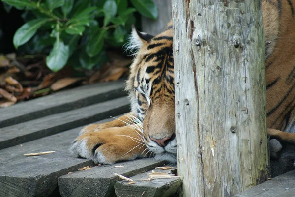 Τίγρη της Σουμάτρας - sumatrae τίγρη panthera — Φωτογραφία Αρχείου