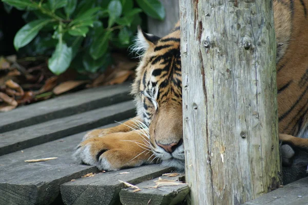 Tygrys sumatrzański - panthera tigris sumatrae — Zdjęcie stockowe