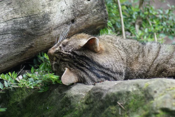 Gato selvagem escocês - Felis silvestris grampia — Fotografia de Stock