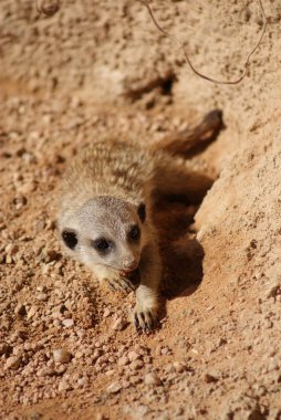 Meerkat - Suricata suricatta