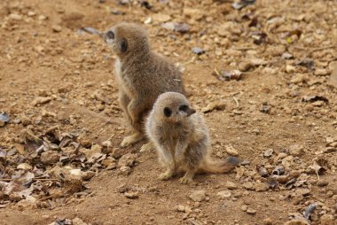 Meerkat - Suricata suricatta
