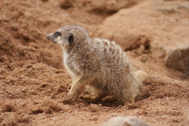Meerkat - Suricata suricatta