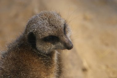 Meerkat - Suricata suricatta