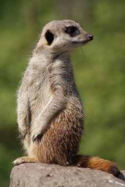 Meerkat - Suricata suricatta