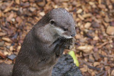 oryantal küçük pençe otter - aonyx cinerea