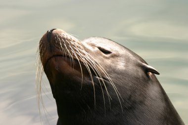 Kaliforniya deniz aslan - zalophus californianus