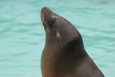 Kaliforniya deniz aslan - zalophus californianus