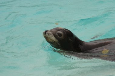 Kaliforniya deniz aslan - zalophus californianus
