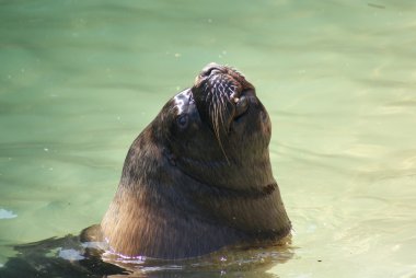 Patagonya Deniz Aslan - otaria flavescens