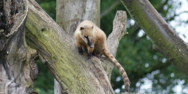 coatí - nasua nasua