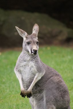 Çevik kanguru - macropus agilis