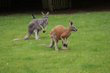 Çevik kanguru - macropus agilis