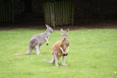 Çevik kanguru - macropus agilis
