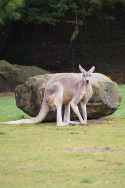Kırmızı kanguru - macropus rufus