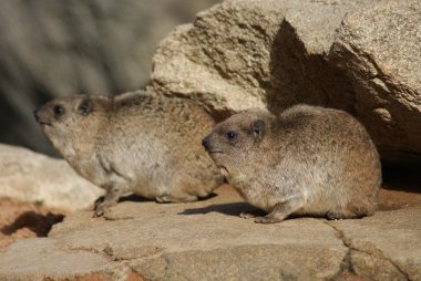 Rock yaban faresi - procavia capensis
