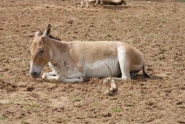 mancınık - equus hemionus