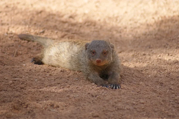 Pruhované mongoose - mungos mungo — Stock fotografie