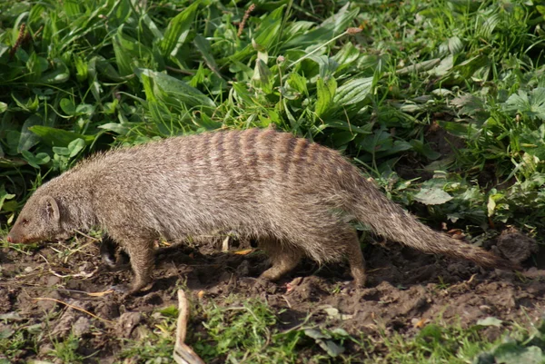 Şeritli mongoose - mungos mungo — Stok fotoğraf