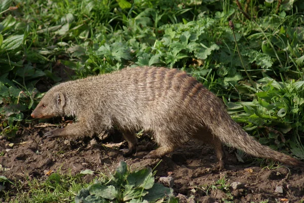 Banded Mongoose - Mungos mungo — Stock Photo, Image