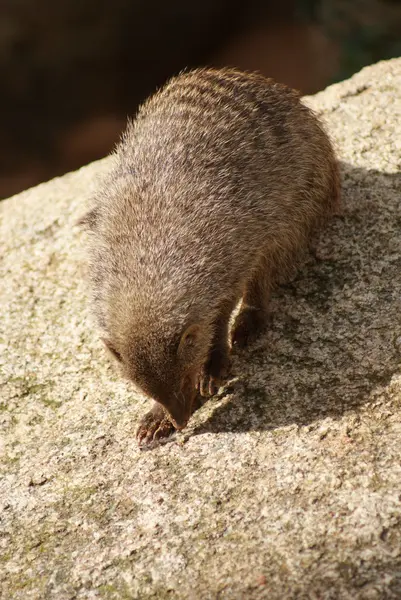 Zebramangoeste - mungos mungo — Stockfoto