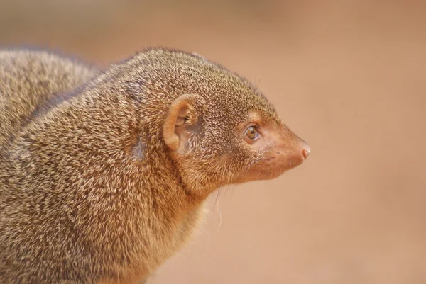 Trpasličí mongoose - helogale parvula — Stock fotografie