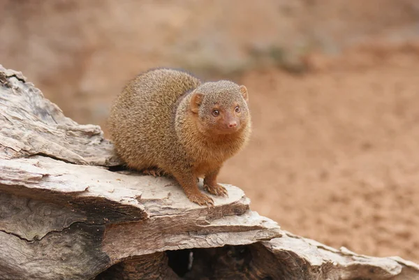 Dvärg mongoose - helogale parvula — Stockfoto