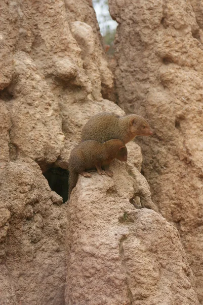 Dvärg mongoose - helogale parvula — Stockfoto