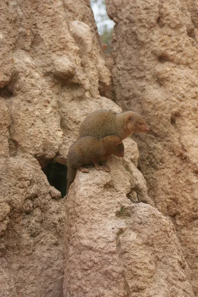 Dverg Mongoose - Helogale parvula – stockfoto