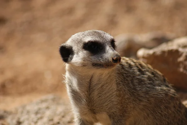 Meerkat - Suricata suricatta — Fotografia de Stock