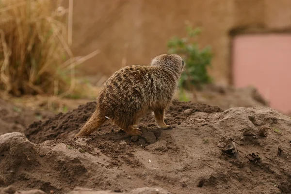 Meerkat - Suricata suricatta — Stock Photo, Image