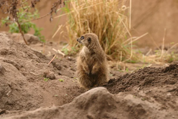 Erdmännchen - suricata suricatta — Stockfoto