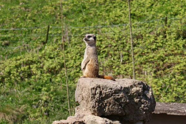 Surikat - suricata suricatta — Stockfoto