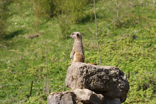 Meerkat - Suricata suricatta — Stockfoto