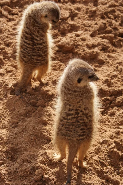 Meerkat - Suricata suricatta — Zdjęcie stockowe