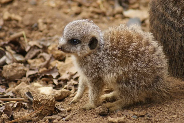 Erdmännchen - suricata suricatta — Stockfoto