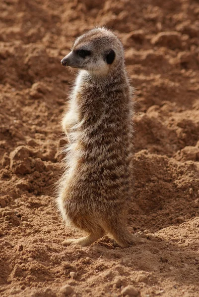 Meerkat - Suricata suricatta — Stockfoto