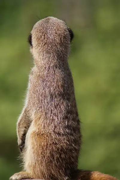 Meerkat - Suricata suricatta — Stock Photo, Image