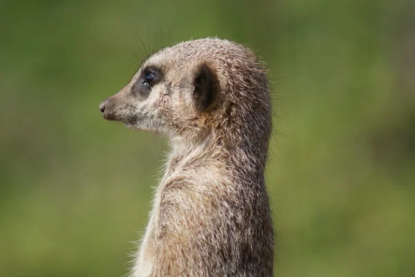 Meerkat - Suricata suricatta — Stock Photo, Image