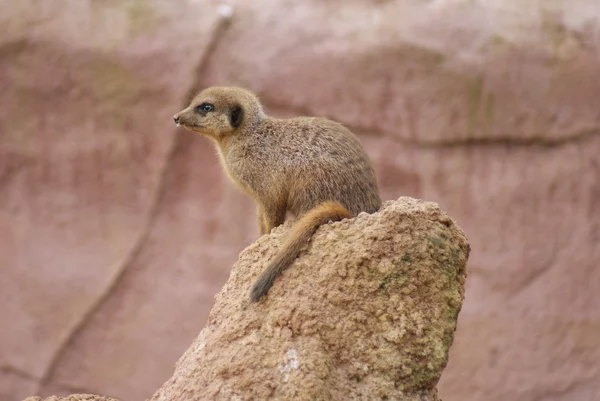 Suricata - suricata suricatta —  Fotos de Stock